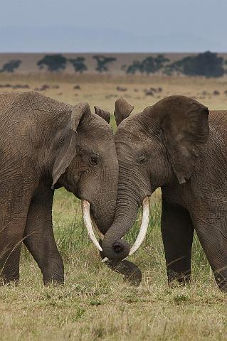 057 Kenia, Masai Mara, vechtende olifanten.jpg